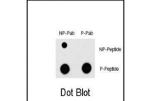 Dot blot analysis of Phospho-MEF2C- Antibody (ABIN389769 and ABIN2839687) and MEF2C Non Phospho-specific Pab on nitrocellulose membrane. (MEF2C anticorps  (pThr300))