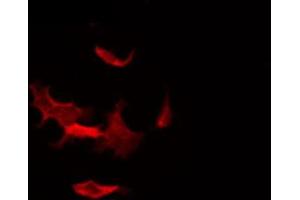 ABIN6266534 staining NIH-3T3 by IF/ICC.