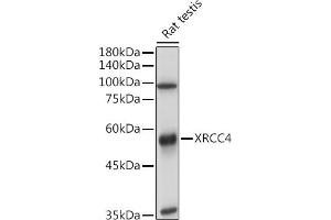 Western blot analysis of extracts of Rat testis, using XRCC4 antibody (ABIN3022381, ABIN3022382, ABIN3022383 and ABIN6218772) at 1:1000 dilution.