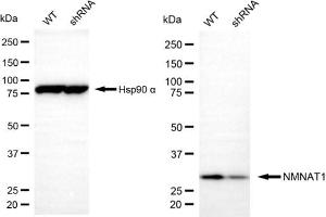 Western blotting analysis using NMNAT1 antibody (ABIN7799594).