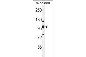 Antibody (C-term) (ABIN654184 and ABIN2844036) western blot analysis in mouse spleen tissue lysates (35 μg/lane).