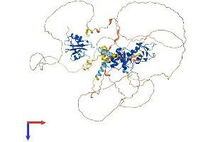 AlphaFold protein structure predicition of Human Recombinant MCPH1 Protein, UniprotID Q8NEM0
