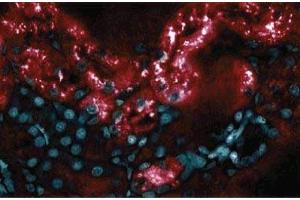 Immunofluorescence staining of Rabbit Kidney (RBP4 anticorps  (AA 1-135))