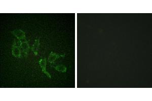P-peptide - +Immunofluorescence analysis of HepG2 cells, using A-RAF (Phospho-Tyr301/302) antibody. (ARAF anticorps  (pTyr302))
