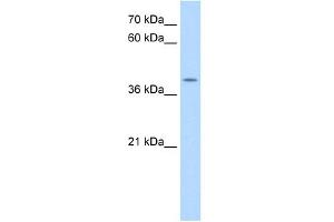 ApoBEC3B antibody used at 0. (APOBEC3B anticorps  (N-Term))