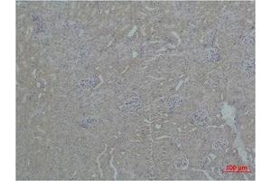 Immunohistochemistry (IHC) analysis of paraffin-embedded Mouse Kidney Tissue using ZBTB45 Polyclonal Antibody. (ZBTB45 anticorps)