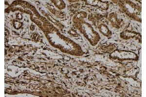ABIN6272367 at 1/100 staining Human kidney tissue by IHC-P. (NRIP3 anticorps  (C-Term))