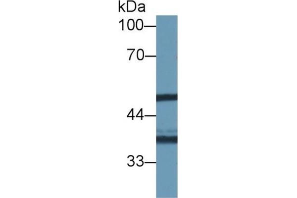 NAT1 anticorps  (AA 9-254)