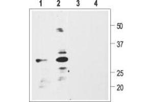 Western blot analysis of rat glioma C6 (1, 3) or human neuroblastoma SH-SY5Y (2, 4) cell lysate: - 1,2. (Pro BDNF anticorps  (AA 72-88))