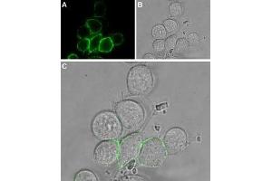 Expression of TRPV2 in rat RBL cells - Cell surface detection of TRPV2 in intact living rat basophilic leukemia (RBL) cells.