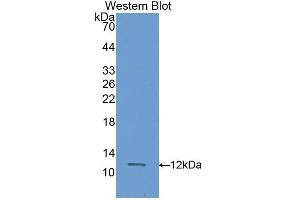 Western Blotting (WB) image for anti-S100 Calcium Binding Protein A11 (S100A11) (AA 9-98) antibody (ABIN1173188) (S100A11 anticorps  (AA 9-98))