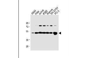 All lanes : Anti-CALR Antibody (Center) at 1:1000 dilution Lane 1: A549 whole cell lysate Lane 2: Hela whole cell lysate Lane 3: Jurkat whole cell lysate Lane 4: K562 whole cell lysate Lane 5: Ramos whole cell lysate Lane 6: SH-SY5Y whole cell lysate Lane 7: PC-3 whole cell lysate Lysates/proteins at 20 μg per lane.