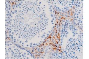 ABIN6267484 at 1/200 staining Mouse testis tissue sections by IHC-P.
