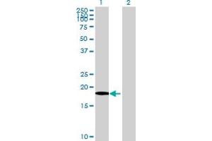 Western Blot analysis of XG expression in transfected 293T cell line by XG MaxPab polyclonal antibody. (Glycoprotein Xg anticorps  (AA 1-181))