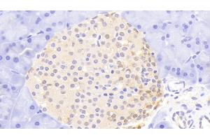 Detection of UCHL1 in Mouse Pancreas Tissue using Polyclonal Antibody to Ubiquitin Carboxyl Terminal Hydrolase L1 (UCHL1)