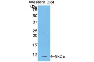Western Blotting (WB) image for anti-Chemokine (C-C Motif) Ligand 14 (CCL14) (AA 20-93) antibody (ABIN1174243) (CCL14 anticorps  (AA 20-93))