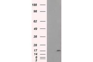 Western Blotting (WB) image for anti-NME/NM23 Nucleoside Diphosphate Kinase 4 (NME4) antibody (ABIN1499780) (NME4 anticorps)