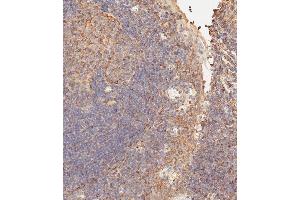 Immunohistochemical analysis of paraffin-embedded human tonsil tissue using (ABIN656709 and ABIN2845939) performed on the Leica® BOND RXm.