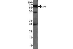 Western blot analysis of Hap1 in mouse brain lysate using Hap1 monoclonal antibody, clone 1B6 . (HAP1 anticorps)