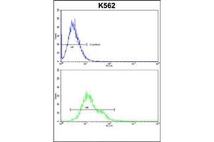 Flow cytometric analysis of k562 cells using PLCB2 Antibody (N-term) Cat. (Phospholipase C beta 2 anticorps  (N-Term))