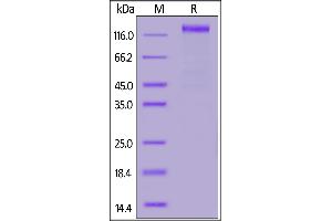 SARS-CoV-2 S1 protein, Fc Tag on SDS-PAGE under reducing (R) condition.