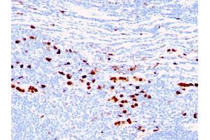 Formalin-fixed, paraffin-embedded human Tonsil stained with Macrophage L1 Protein Mouse Monoclonal Antibody (MAC387) (S100A8 anticorps)