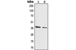 Western blot analysis of MRPL3 expression in HeLa (A), A549 (B) whole cell lysates.