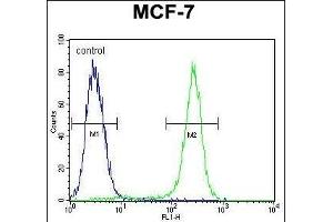 C1QL4 Antibody (N-term) (ABIN655459 and ABIN2844988) flow cytometric analysis of MCF-7 cells (right histogram) compared to a negative control cell (left histogram). (C1QL4 anticorps  (N-Term))