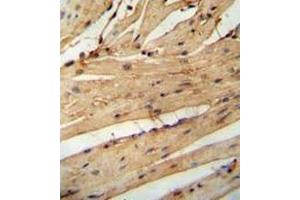 Immunohistochemistry analysis in mouse heart tissue (Formalin-fixed, Paraffin-embedded) using LARP6  Antibody (N-term),  followed by peroxidase conjugation of the secondary antibody and DAB staining. (LARP6 anticorps  (N-Term))