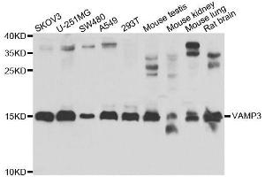 Western blot analysis of extracts of various cell lines, using VAMP3 antibody. (VAMP3 anticorps  (AA 1-80))