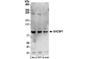 anti-SHC SH2-Domain Binding Protein 1 (SHCBP1) (AA 622-672) antibody
