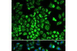 Immunofluorescence analysis of A549 cells using HAX1 Polyclonal Antibody (HAX1 anticorps)