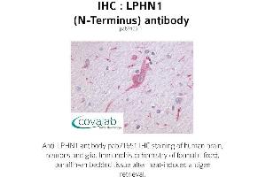 Image no. 1 for anti-Latrophilin 1 (LPHN1) (Extracellular Domain), (N-Term) antibody (ABIN1736536) (Latrophilin 1 anticorps  (Extracellular Domain, N-Term))