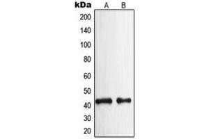 Western blot analysis of NPY2R expression in HeLa (A), rat brain (B) whole cell lysates. (NPY2R anticorps  (N-Term))