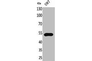 Western Blot analysis of U87 cells using Fractalkine Receptor Polyclonal Antibody (CX3CR1 anticorps  (Internal Region))
