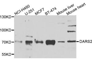 Western blot analysis of extracts of various cells, using DARS2 antibody. (DARS2 anticorps)