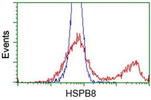 HEK293T cells transfected with either RC201040 overexpress plasmid (Red) or empty vector control plasmid (Blue) were immunostained by anti-HSPB8 antibody (ABIN2453824), and then analyzed by flow cytometry. (HSPB8 anticorps)