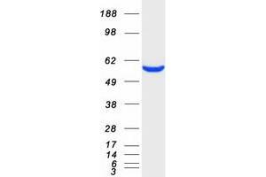 Validation with Western Blot