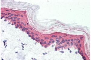 Anti-GPR126 antibody  ABIN1048708 IHC staining of human skin.