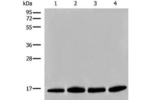 Western blot analysis of Human prostate tissue PC-3 A549 and TM4 cell lysates using HIST1H2BA Polyclonal Antibody at dilution of 1:500 (HIST1H2BA anticorps)