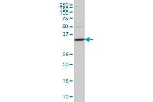 STAU2 monoclonal antibody (M10), clone 2C8 Western Blot analysis of STAU2 expression in SW-13 . (Double-stranded RNA-binding protein Staufen homolog 2 (STAU2) (AA 2-90) anticorps)
