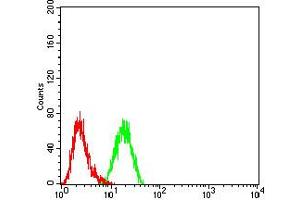 Flow cytometric analysis of K562 cells using CD110 mouse mAb (green) and negative control (red). (MPL anticorps  (AA 26-175))