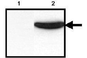 Western Blotting (WB) image for anti-His Tag antibody (ABIN126947)