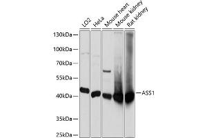Western blot analysis of extracts of various cell lines, using  antibody  at 1:3000 dilution. (ASS1 anticorps  (AA 1-412))