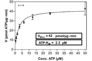 Image no. 2 for Inhibitor of kappa Light Polypeptide Gene Enhancer in B-Cells, Kinase epsilon (IKBKE) (AA 1-716) (Active) protein (His-GST) (ABIN5569722) (IKKi/IKKe Protein (AA 1-716) (His-GST))