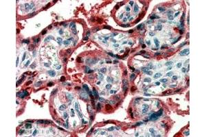ABIN185450 (2µg/ml) staining of paraffin embedded Human Placenta.