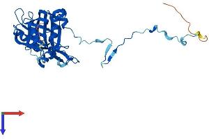 AlphaFold protein structure predicition of Mouse Recombinant Rpf2 Protein, UniprotID Q9JJ80