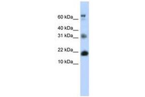 Image no. 1 for anti-BUD31 Homolog (BUD31) (N-Term) antibody (ABIN6740544) (BUD31 anticorps  (N-Term))
