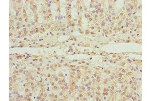 Immunohistochemistry of paraffin-embedded human adrenal gland tissue using ABIN7152521 at dilution of 1:100 (FAD Synthetase anticorps  (AA 1-490))