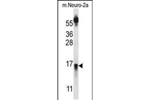 Western blot analysis in mouse Neuro-2a cell line lysates (35ug/lane). (PRLH anticorps  (AA 27-56))